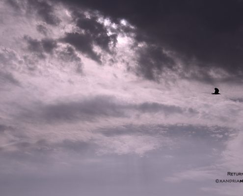 BIRD-CROW-SKY-BLACK & WHITE-COLOR-PHOTOGRAPHY-XANDRIA-NOIR