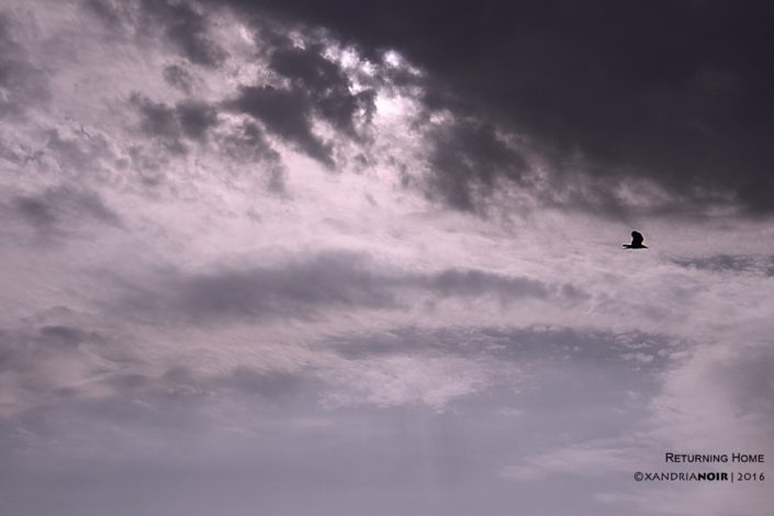 BIRD-CROW-SKY-BLACK & WHITE-COLOR-PHOTOGRAPHY-XANDRIA-NOIR