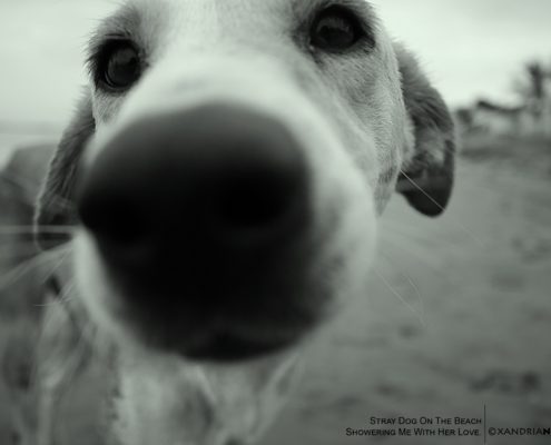 STRAY-DOG-BEACH-BLACK & WHITE-COLOR-PHOTOGRAPHY-XANDRIA-NOIR