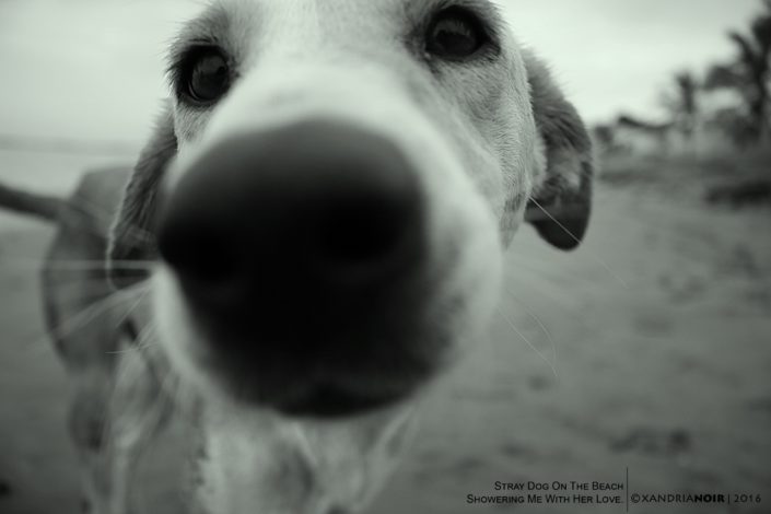 STRAY-DOG-BEACH-BLACK & WHITE-COLOR-PHOTOGRAPHY-XANDRIA-NOIR