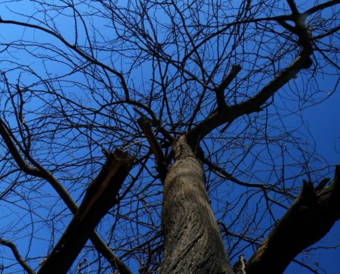 TREE AND BLUE SKY PHOTOGRAPHY BY XANDRIA NOIR